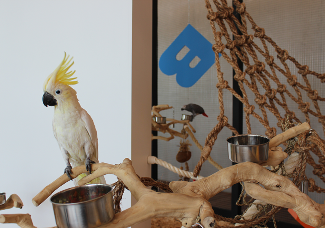 Bik Van der Pol, Speechless, 2015.