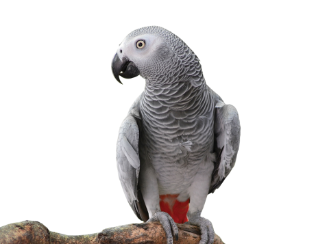 An African grey parrot perched on a tree branch.